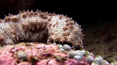 Deniz hıyarı sualtı Maldivler muhteşem deniz dibinin arka plan üzerinde.