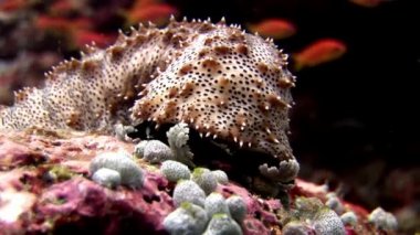 Deniz hıyarı sualtı Maldivler muhteşem deniz dibinin arka plan üzerinde.