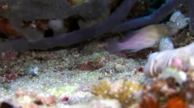 Doğal deniz akvaryumunun arka planında sıradışı bir deniz yatağı var..