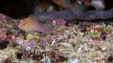Doğal deniz akvaryumunun arka planında sıradışı bir deniz yatağı var..