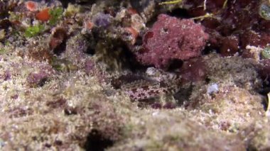 Manzara in doğal akvaryum arka plan üzerinde benzersiz açık temiz deniz dibinin.