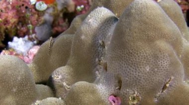 Manzara in doğal akvaryum arka plan üzerinde benzersiz açık temiz deniz dibinin.