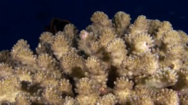 Manzara in doğal akvaryum arka plan üzerinde benzersiz açık temiz deniz dibinin.