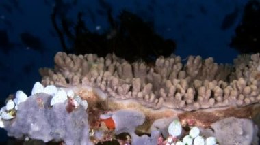 Manzara in doğal akvaryum arka plan üzerinde benzersiz açık temiz deniz dibinin.