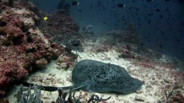 Sualtı köpekbalığı ve deniz dibinin arka plan üzerinde stingray manta.