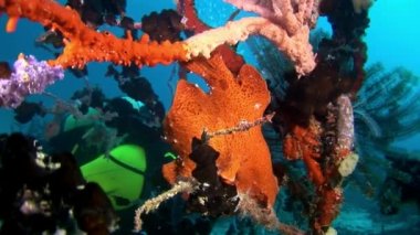 Balık fener ve dalgıç su altında arka plan yansıması güneş deniz yatağı üzerinde.