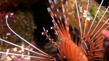 İskorpit lionfish kırmızı sualtı deniz dibinin Maldivler arka plan üzerinde.