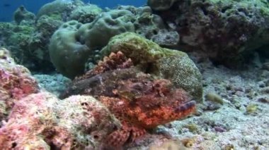 Deniz dibinin Maldivler sualtı maskesi taş balık.