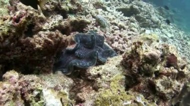 Tridakna Tridacna gigas sualtı Maldivler deniz yatağı üzerinde.