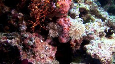 Müren balığı su altında Maldivler deniz yatağı üzerinde.