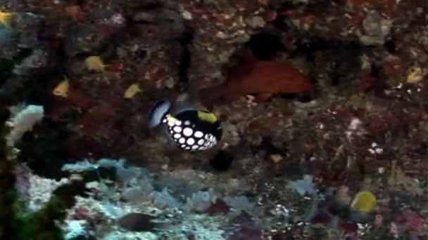 Moneybox риби під водою на фоні відображення сонця морського дна в Мальдіви. — стокове відео