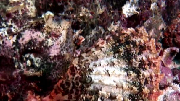 Lionfish Scorpionfish poisonous bright red underwater on seabed in Maldives. — Stock Video