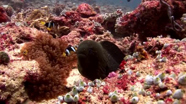 Deniz yatağı üzerinde suyun altında palyaço balığı ile Moray yılan balığı ve anemon actinia. — Stok video