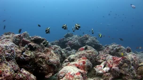 Escuela de peces bajo el agua en el fondo de los fondos marinos increíbles en Maldivas . — Vídeo de stock