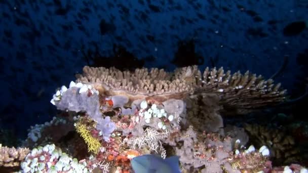 天然の水族館の風景の背景にユニークな澄んだきれいな海底. — ストック動画