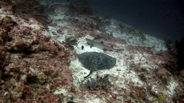 Haaien, onderwater en stingray manta op achtergrond van de zeebodem. — Stockvideo