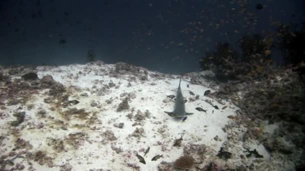 Pod hladinou žraloci na pozadí školy fishin mořského dna. — Stock video