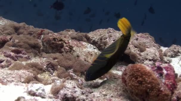 Fantastisk fisk under vattnet på bakgrund av havsbotten i Maldiverna. — Stockvideo