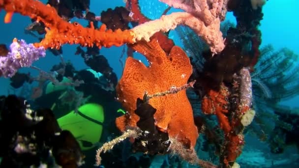 Fish angler and diver underwater on background of reflection sun seabed. — Stock Video