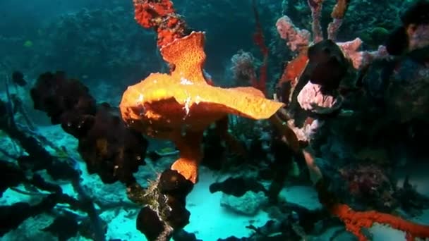 鱼垂钓者水下马尔代夫反射太阳海底背景. — 图库视频影像