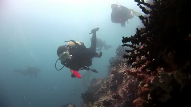 Scuba diver swimming deep underwater. — Stock Video