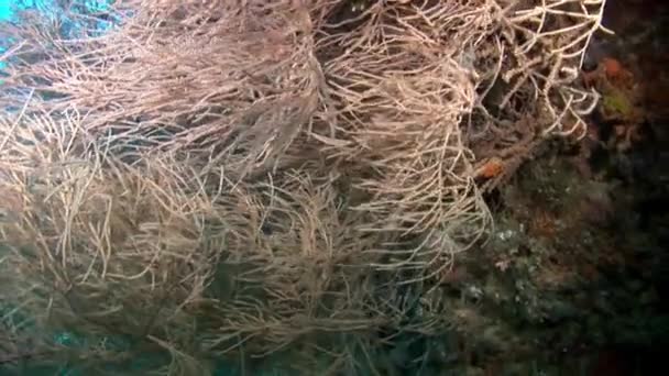 Fonds marins uniques inhabituels sur fond de paysage d'aquarium marin naturel. — Video