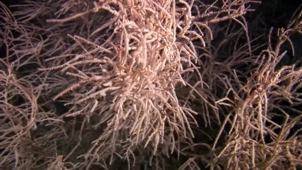 Ovanligt unik havsbotten på bakgrunden av landskapet i naturliga havet akvarium. — Stockvideo