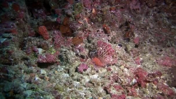 Inusual fondo marino único sobre fondo de paisaje de acuario marino natural. — Vídeo de stock