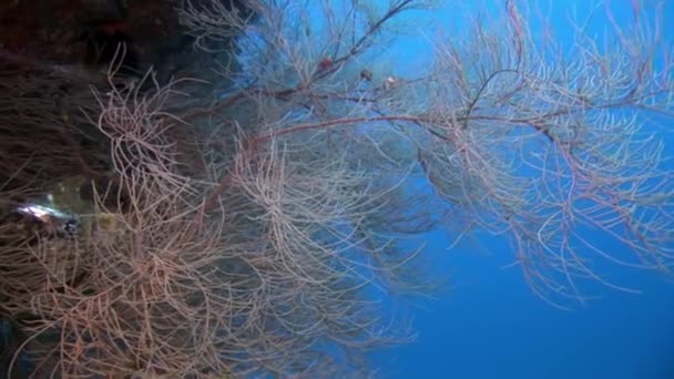 Ungewöhnliche einzigartige Meeresboden vor dem Hintergrund der Landschaft des natürlichen Meeraquariums. — Stockvideo