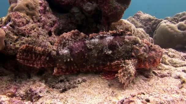 Masques de poissons de pierre sous-marins sur les fonds marins aux Maldives . — Video