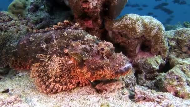 Máscaras de peces de piedra bajo el agua en el fondo marino en Maldivas . — Vídeo de stock