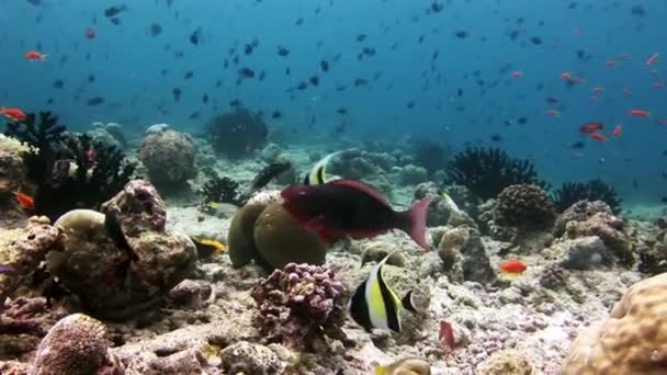 Papouščí ryby pod vodou na pozadí z mořského dna v Maledivách. — Stock video