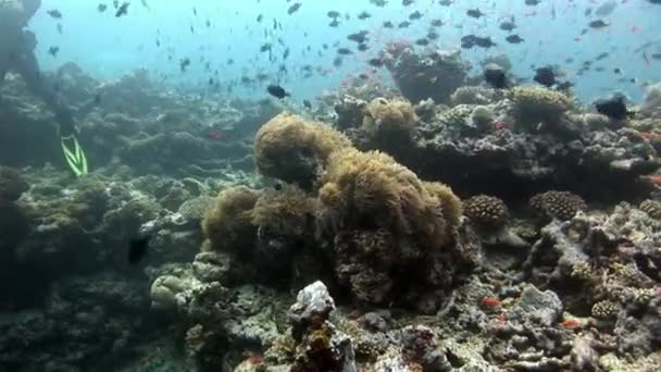 Scuola di pesci sott'acqua sullo sfondo del sole riflesso fondale alle Maldive . — Video Stock