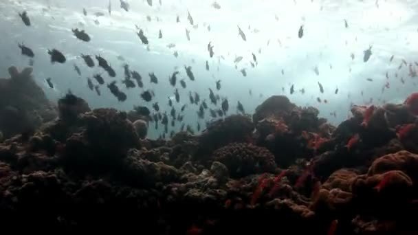 School of fish underwater on background of reflection sun seabed in Maldives. — Stock Video