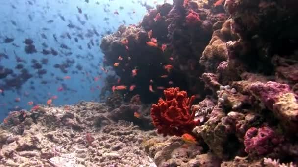 モルディブで反射太陽海底の背景上で水中の魚の学校. — ストック動画