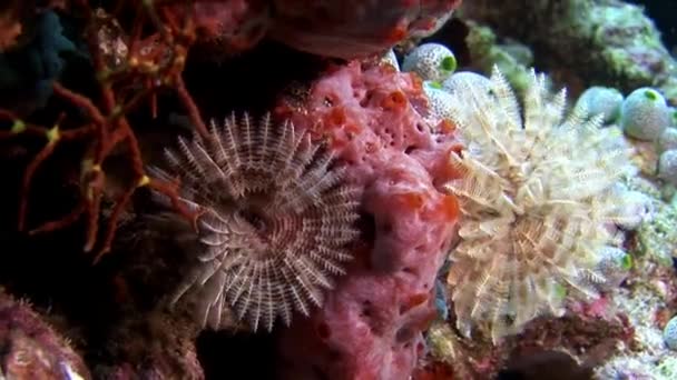 Ascidia underwater on background of seabed in Maldives. — Stock Video