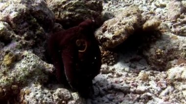 Arayışı içinde gıda şaşırtıcı deniz dibinin Maldivler sualtı maskeli ahtapot poulpe.