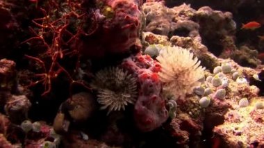 Müren balığı su altında Maldivler deniz yatağı üzerinde.