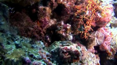 Müren balığı su altında Maldivler deniz yatağı üzerinde.