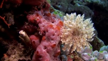 Maldivler deniz dibinin arka plan üzerinde su altında ascidia.