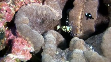 Karides yemek sualtı deniz dibinin Maldivler arayışı içinde maskeli lekeli cam.