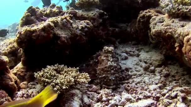 Poulpe poulpe masqué sous l'eau sur fond de fonds marins étonnants aux Maldives . — Video