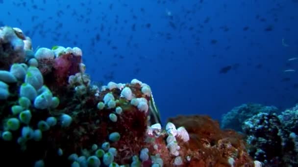 Ascídia subaquática no fundo do fundo do mar em Maldivas . — Vídeo de Stock