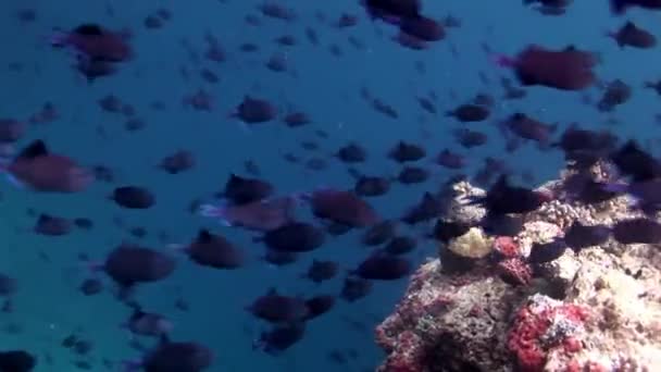 Escuela de peces bajo el agua sobre el fondo del fondo marino en Maldivas . — Vídeos de Stock