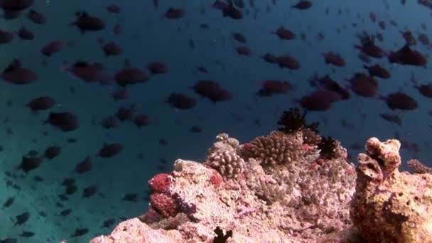 Maldivler deniz dibinin arka plan üzerinde su altında balık sürüsü. — Stok video