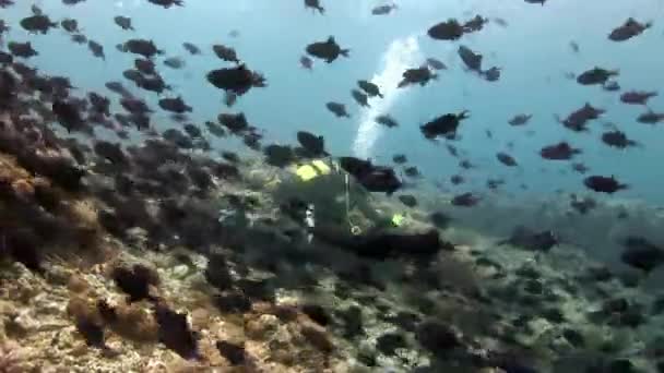 Duikers op achtergrond van school van vissen onderwater op de zeebodem in de Maldiven. — Stockvideo