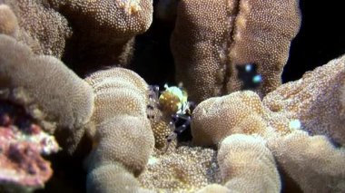 Karides yemek sualtı deniz dibinin Maldivler arayışı içinde maskeli lekeli cam.