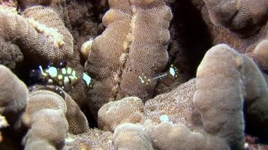 Karides yemek sualtı deniz dibinin Maldivler arayışı içinde maskeli lekeli cam.