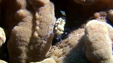 Karides yemek sualtı deniz dibinin Maldivler arayışı içinde maskeli lekeli cam.