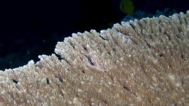 Sert mercan acropora sualtı şaşırtıcı deniz dibinin Maldivler.